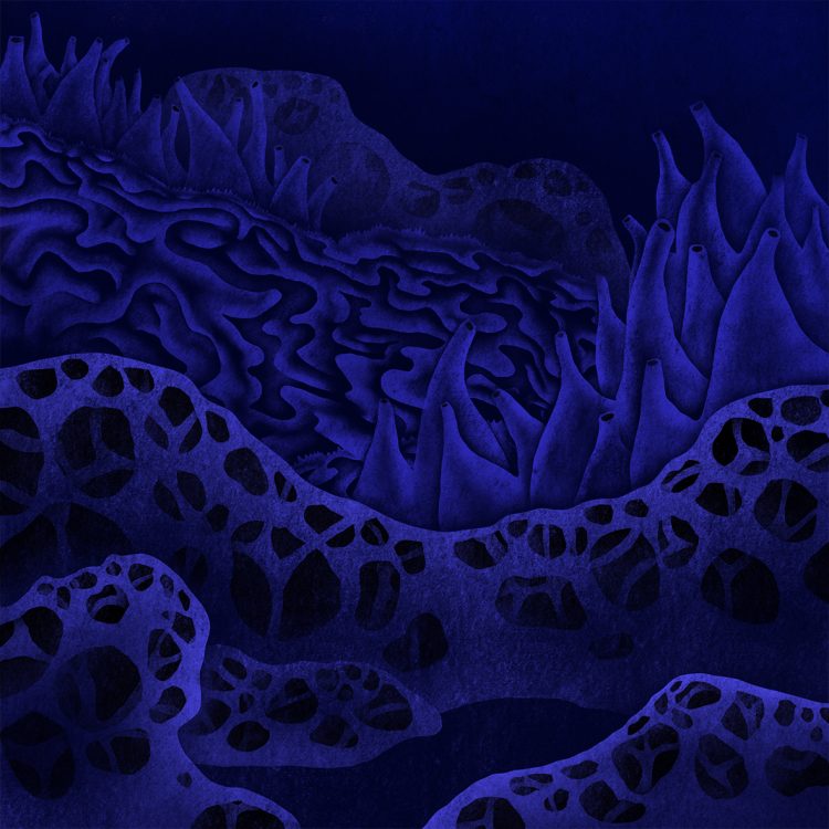 paysage coraux 4 bis